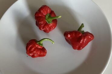 Could you please identify this pepper?