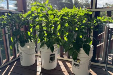 Bahamian Goats coming in well!