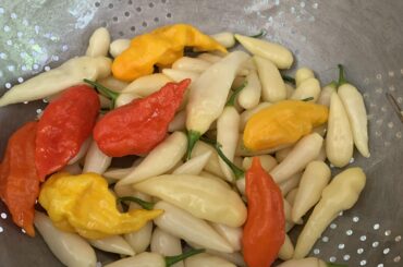 My haul, such as it is: