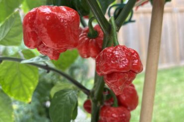 Too many peppers! What do I do with all of these?