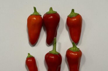Any idea of what type of pepper these are (all came from the same plant) the plant has purple, yellow, cream, orange and red colored peppers on it!