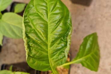 Help! Leaves curling up bc of root rot? Halapeno pepper