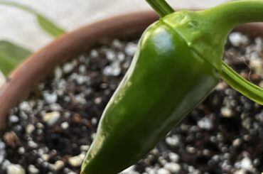 Supposed to be Sugar Rush Stripey, but definitely isn't. Any ideas?