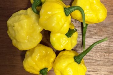 Lemon Starrburst Flavor