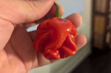 Accidental cross from last year - Zing X Bahamian Beast Mustard