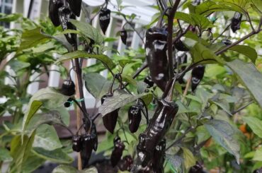 Naga Smooky Rainbow pepper plant looking yummy