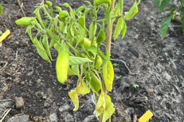 Is something wrong with my sarit gat?