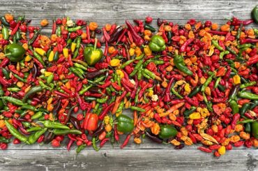 Third Harvest of The Season