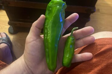 I picked this shishito plant less than a week ago, I was picking today and these were on the same plant. Looks more like a poblano.