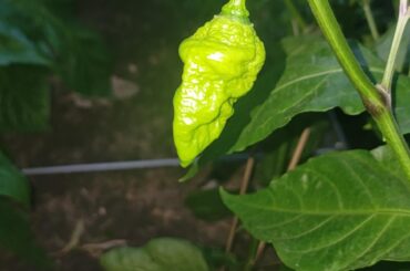 Thought I planted Scotch Bonnetts...any idea what this is?