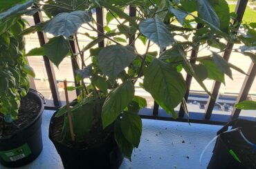 My oldest ghost won't fruit, but my youngest is!