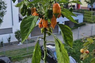 According to the label those should be Carolina Reapers?