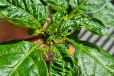 Can someone help me diagnose my Lemon Habanero?