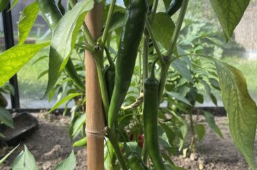 Can you identify this pepper plant?