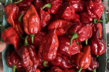 I think I'm going to need a second dehydrator.