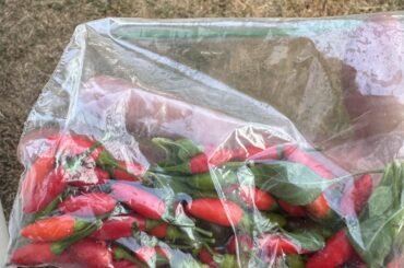 Anyone know what these are called?