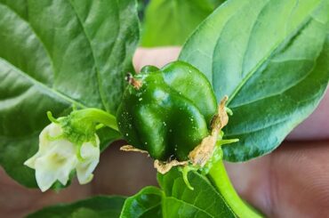 My first ever peppers (Aji Nortenos) have finally started coming in. Combination of planting seeds late and an instance of too much fertilizer at one point.
