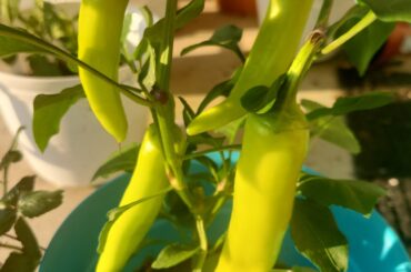 Help, these don't match any of the seeds that I planted..