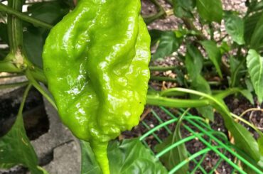 Is it safe to assume this is not a ghost peppers plant?