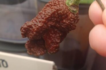 Gifted super hot selection - ID help please!