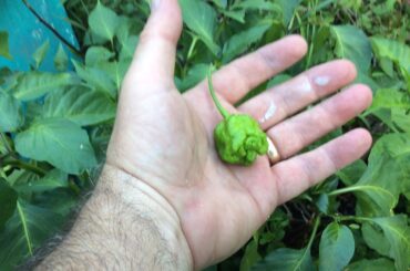 What is this wrinkled ogre looking pod I have grown?