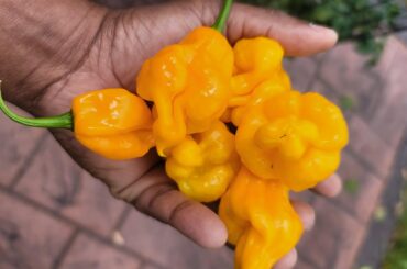 Months of hard work for a handful of peppers.