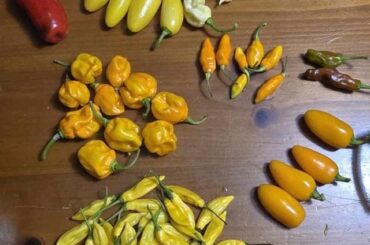 Haul over the past few days; turned Aji Lemon Drops into the jelly!