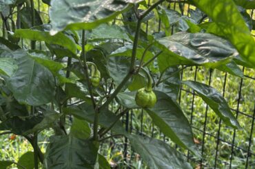 IT FINALLY BEGINS (7 Pot Brain Strain)