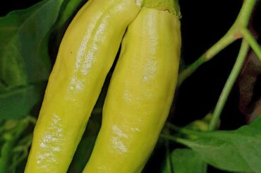 Thinking seeds will show same trait?