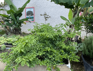 The most stunning habaneros I have ever grown/seen