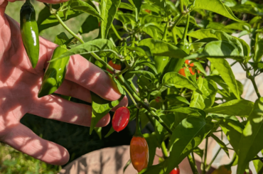 May I ask for help with ID? Purchased as habanero plant but doesn't seem like it. Thanks