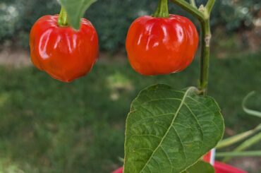 Planted seeds labled scotch bonnet and these showed up. Are they actually what they say they are?