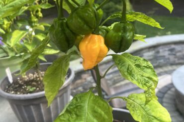 How do ik when to pick?