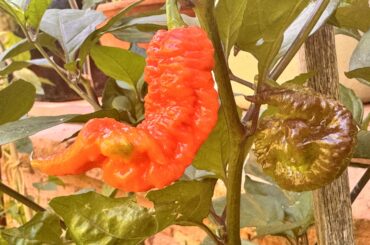 Shh don’t wake up the primotalii in the back