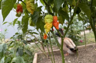 Death Spiral colors coming in nice!!