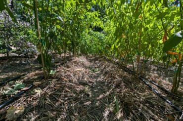 Pepper rows are getting crazy