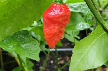 Mislabeled Peppers? Any ideas on ID?