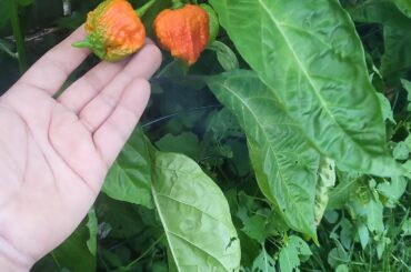 Future anti inflammatory