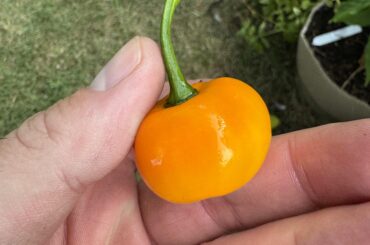 I Planted 2 Carolina Reapers, One Grew True and the Other Grew This...Any Ideas?