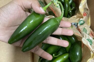Fresh chili haul. How to freeze correctly ?