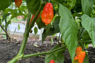 Anyone seen Trinidad’s that look like this?