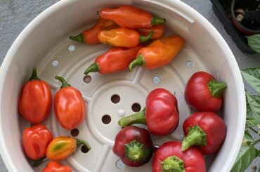 Looking for ID and recipes