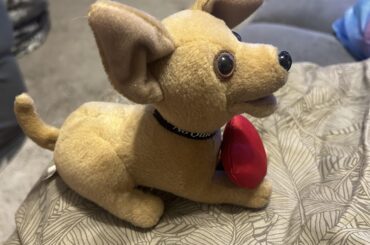 Saw another one in here so thought I’d post a picture of my Taco Bell dog