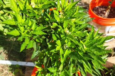 1st year trying some out