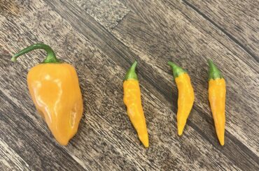 What pepper is this on the right (homegrown habanero for scale)? Likely c annuum, white seeds, white flowers
