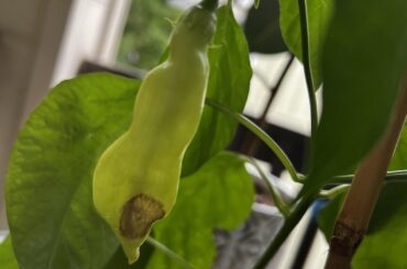 The heck is going on with my Sugar Rush Stripey?