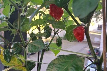 Could these be trinidad moruga scorpions?