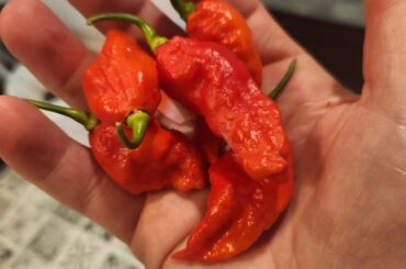 I rescued a pepper plant from a local nursery. It didn't have a label, so nobody knew what it was. Turned out to be a ghost pepper.