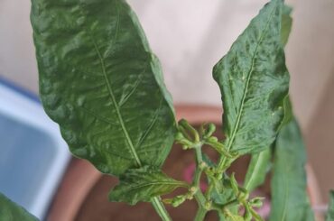 Are these Trinidad moruga scorpions?