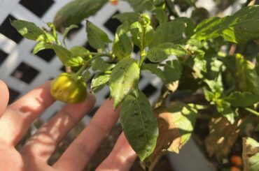 Black spots on leaves and peppers